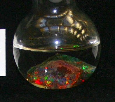 A Virgin Valley black opal being preserved in water. nevada-outback-gems.com